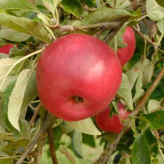 Akane Apple Tree Fruit Tree