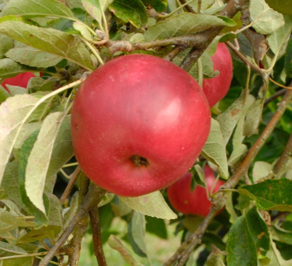  Akane Apple Tree One Green World