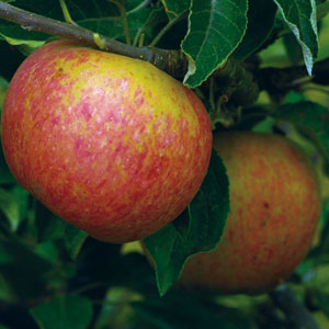 Cox's Orange Pippin Apple Tree - One Green World