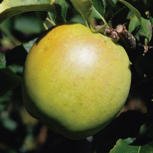 Organic GoldRush Semi-Dwarf Apple Tree - Fruition Seeds