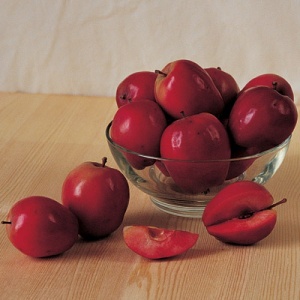 Online Orchards 3 ft. Red McIntosh Apple Tree with Scarlet Splashed Tart Fruit Great for Eating and Baking