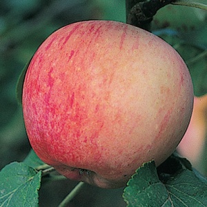 Wynooche Early Apple Tree