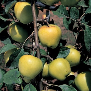 Calville Blanc D’Hiver Apple Tree