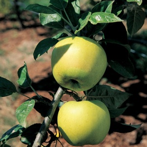 Chehalis Apple Tree