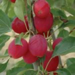 Dolgo Crabapple Tree