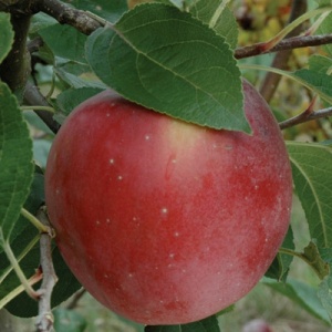 Liberty Apple Tree