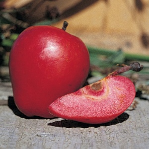 Scarlet Surprise ™ Red Flesh Apple Tree