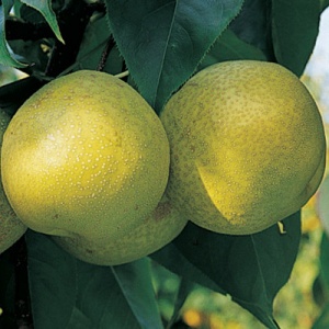 Daisui Li™ Asian Pear Tree