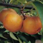 Large Korean Asian Pear Tree