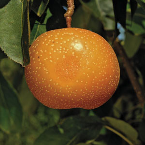 Raja Asian Pear Tree