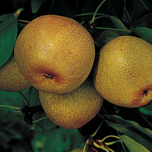 Shin Li™ Asian Pear Tree