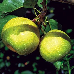 Nijisseiki 20th Century Asian Pear Tree