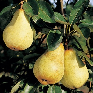 Bartlett Pear Tree