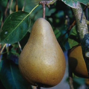 Bosc Pear Tree