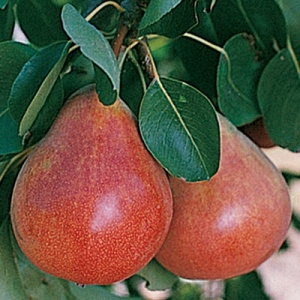 Ubileen Pear Tree