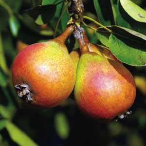 Brandy Cider Pear Tree