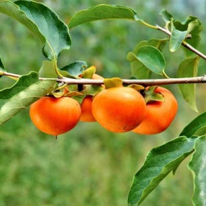 Fire Crystal ™ Asian Persimmon