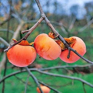 Early Jiro Asian Persimmon Fruit Tree