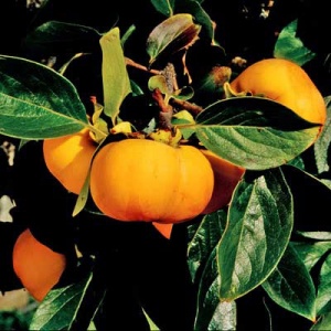 Sweet Fuyu Asian Persimmon Fruit Tree