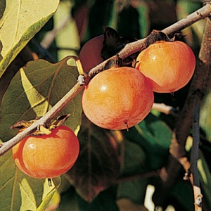 Early Golden American Persimmon