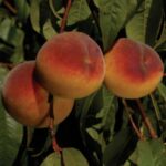 Charlotte Peach Tree