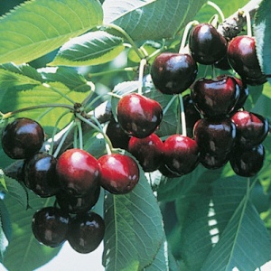 Kristin Cherry Tree