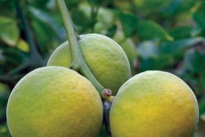Flying Dragon Citrus Tree