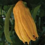 Buddha's Hand Citron fruit with fingers