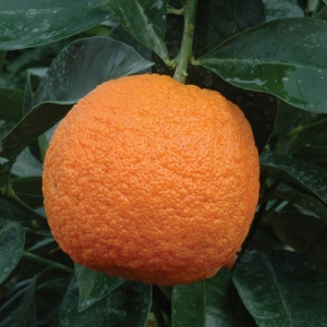 Seville Sour Orange Citrus Tree