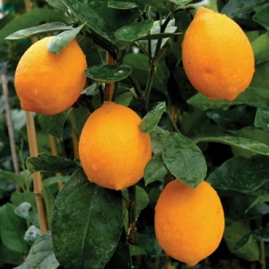 Improved Meyer Lemon Citrus Tree