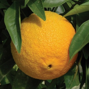 Washington Navel Orange Citrus Tree