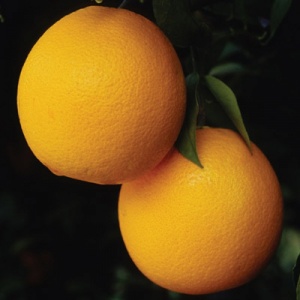 Cocktail Grapefruit Citrus Tree