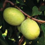 Susquehanna® Pawpaw