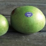 Wabash® Pawpaw Fruit Tree