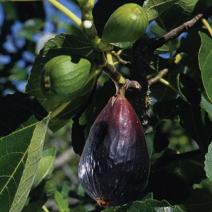 Black Spanish Fig Tree