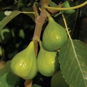 Lattarulla Italian Honey Fig Tree