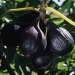 Negronne Fig Tree black fruit red flesh