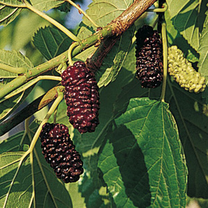 Contorted Mulberry