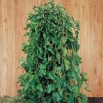Weeping Black Mulberry