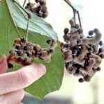 Japanese Raisin Tree