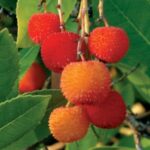 Strawberry Tree
