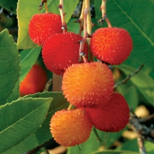 strawberry tree fruit