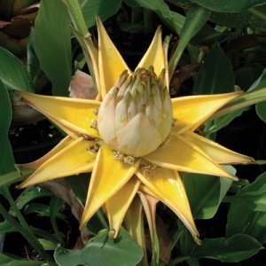 Golden Lotus Flower Banana Plant