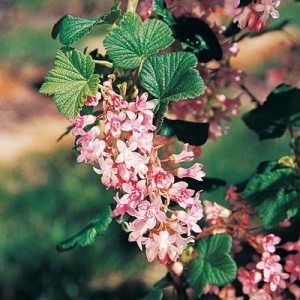 Flowering Currants