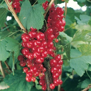 Pink and Red Currants