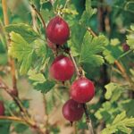 Friend ™ Gooseberries large sweet pink berries