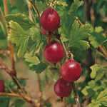 Jahn's Prairie Gooseberry