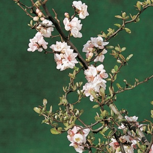 Contorted Flowering Quince