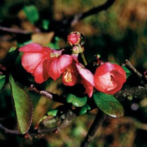 Tanechka ™ Flowering Quince