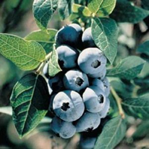 Chippewa Blueberry